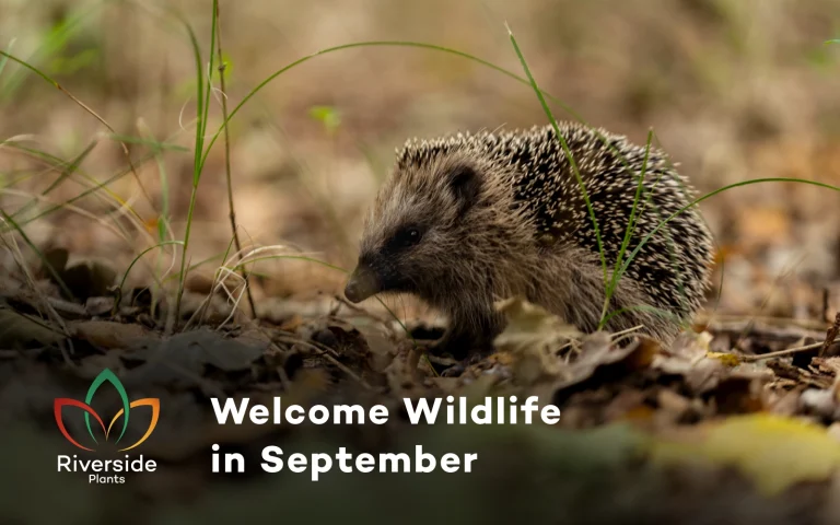 wildlife in september