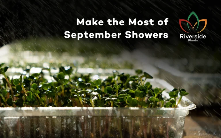 september showers