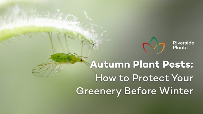 plant pests