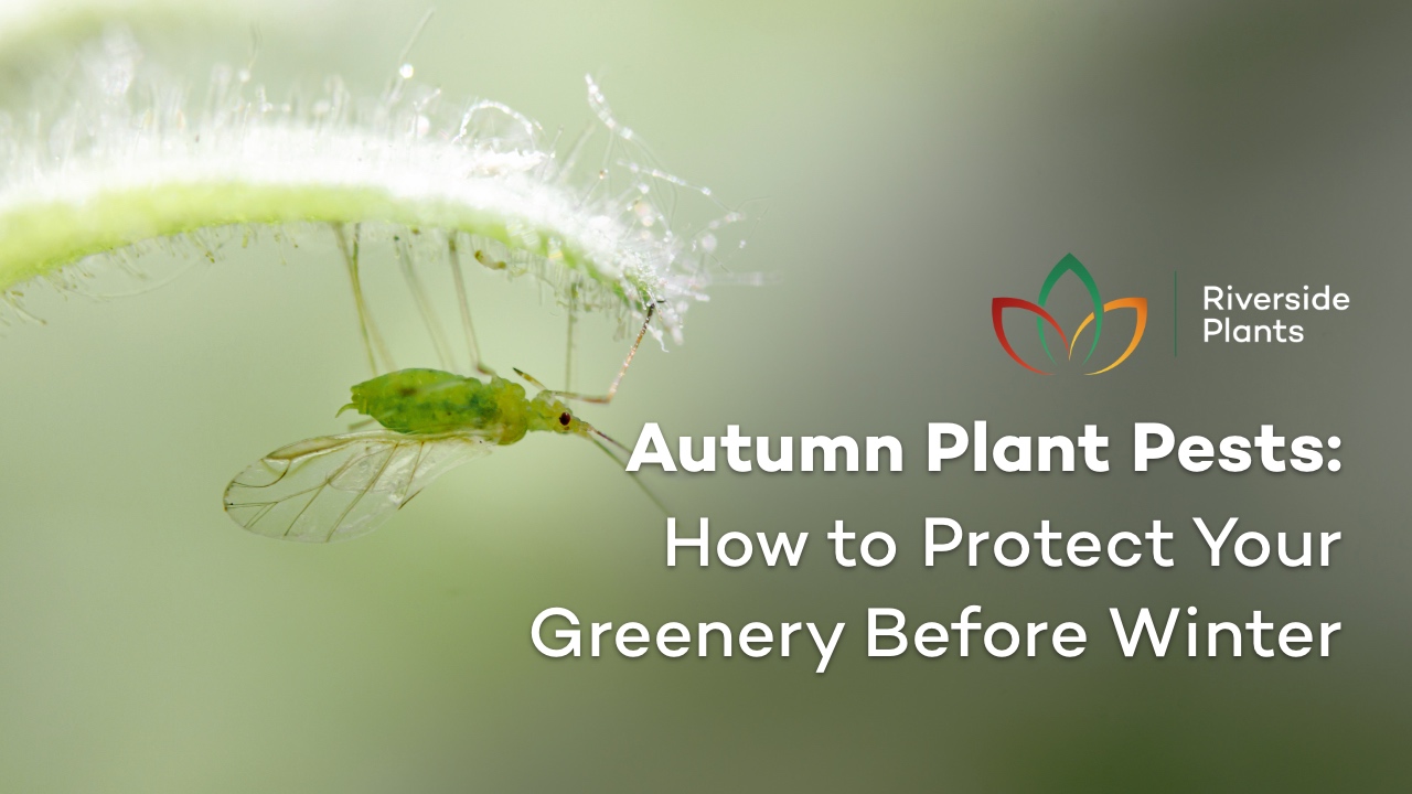 plant pests