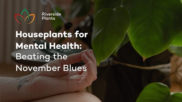 houseplants