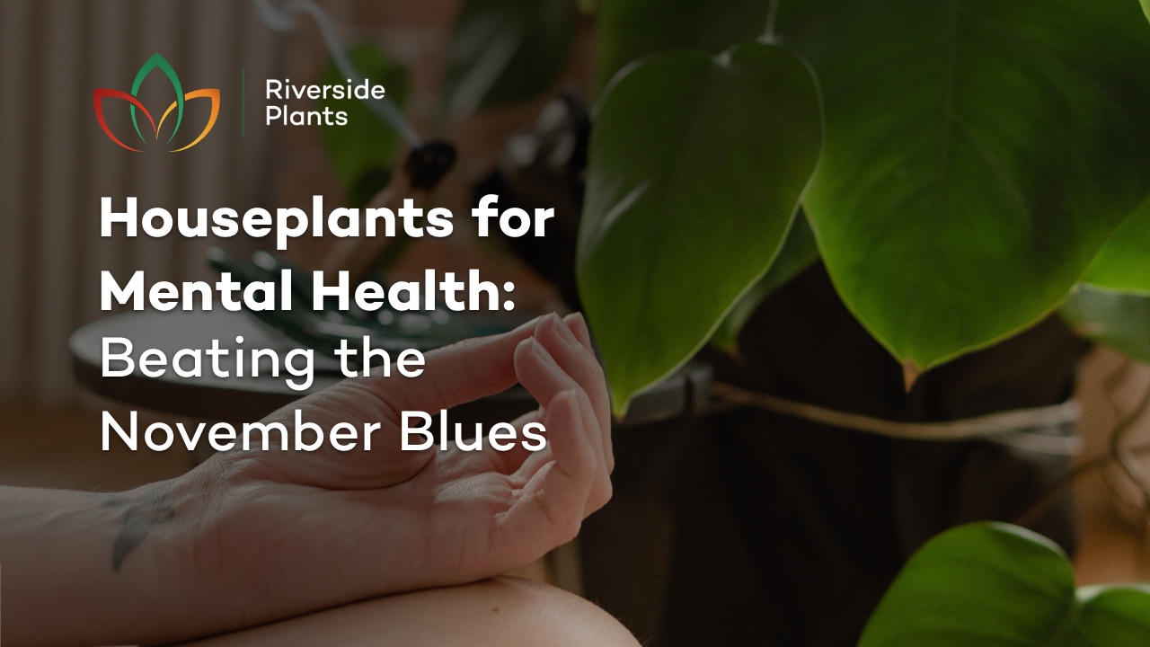 houseplants