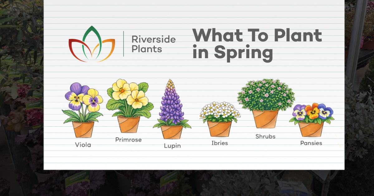 What to plant in spring